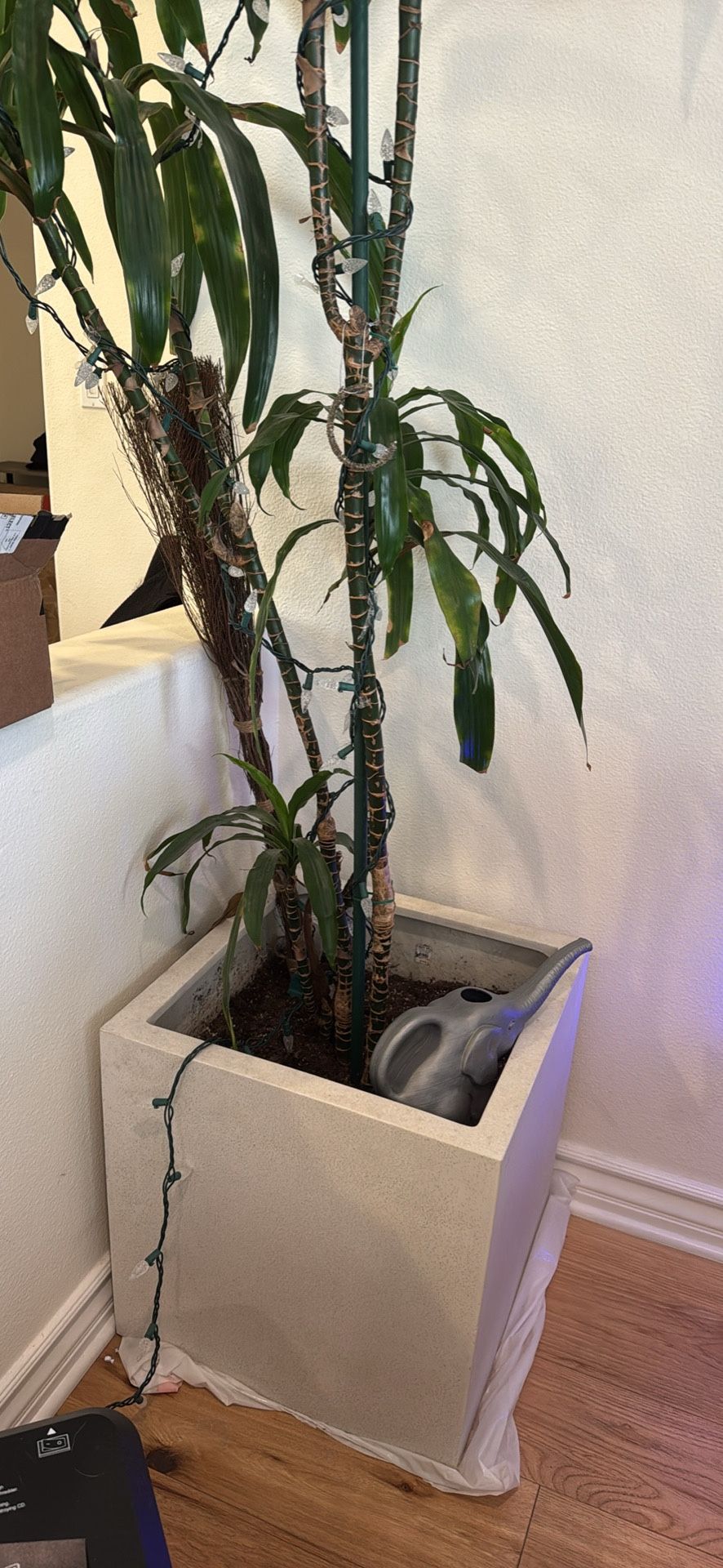 Crate &barrel Planter And Bonus Plant!