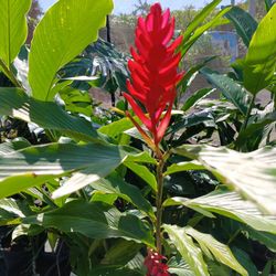 BEAUTIFUL RED ♥️ GINGER PLANTS 25GL $200