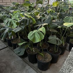 Monstera Plants
