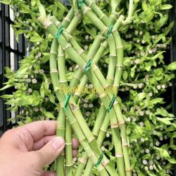 Trellis Lucky Bamboo Indoor Live Plant $5/each