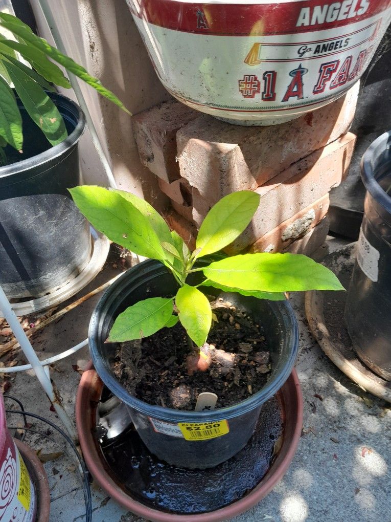 Avocado
