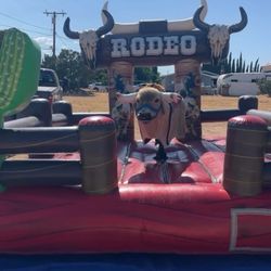 Rodeo bulls