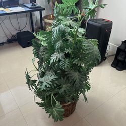 Indoor Plant 4 Foot