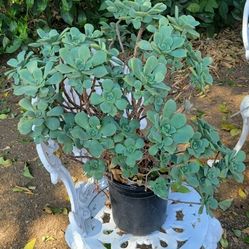 Aeonium Haworthia Plant In A 1 Gallon Pot