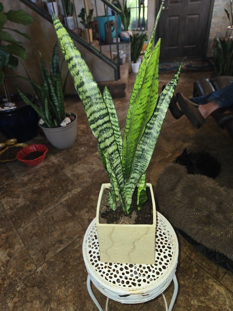 1ft 10in Tall Sansevieria Snake Plant In Ceramic Pot