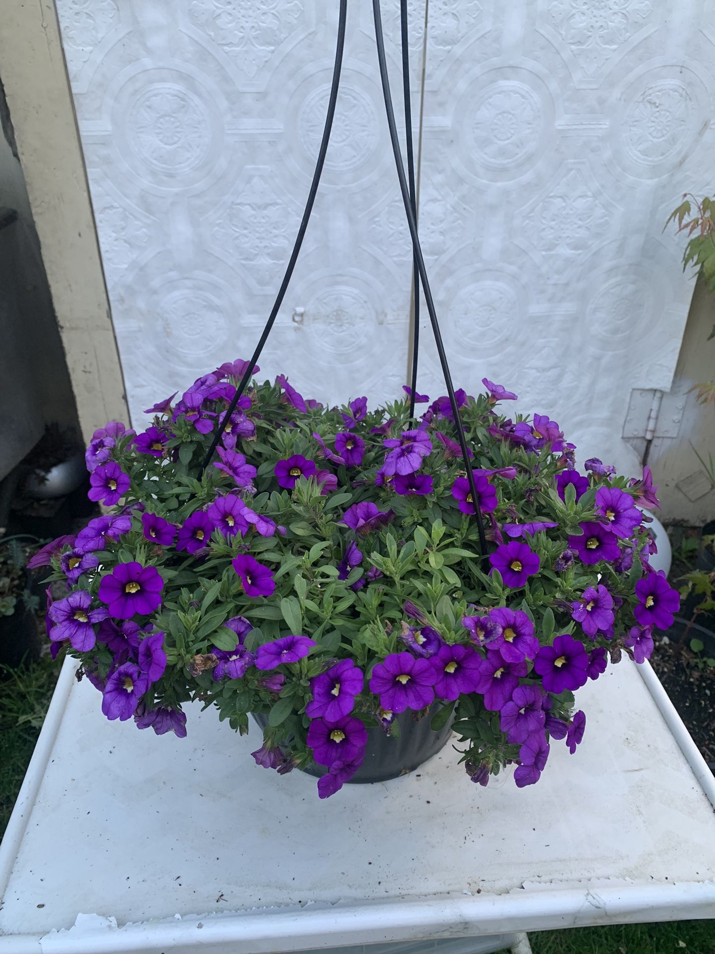 Outdoor Plant
