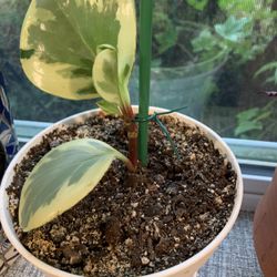 Golden Peperomia Starter Plant