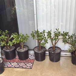 Jade Plant 🪴☘️ XL