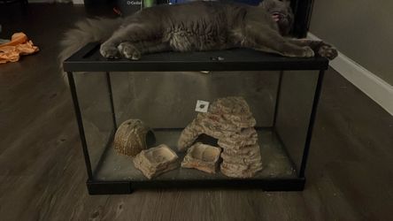 Small Glass tank for a gecko