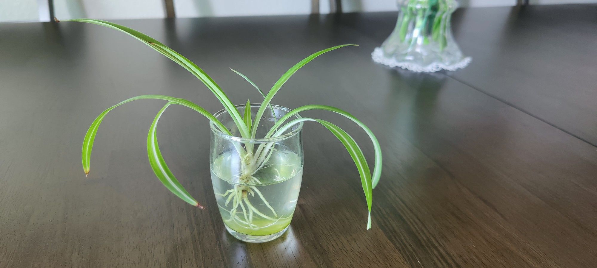 Spider Plant Starts