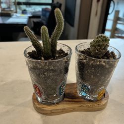 Flip Flop With Indoor Live Cactus Plants Gift