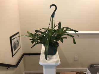 Bromeliad plant in hanging pot