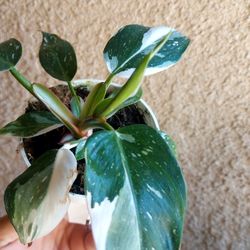 Philodendron White Princess Plant $30