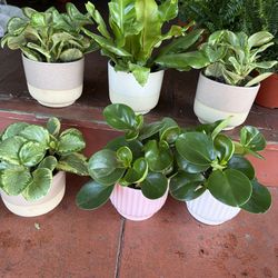 Baby Rubber Plants & Bird’s Nest Ferns in a Ceramic Pot