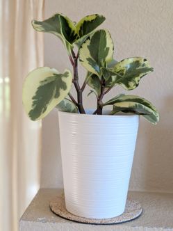 Healthy Beautiful Indoor Plant ( peperomia)