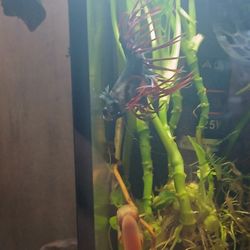 Fish Tank Accessories Tank Mates Ramshorn Sna Ils