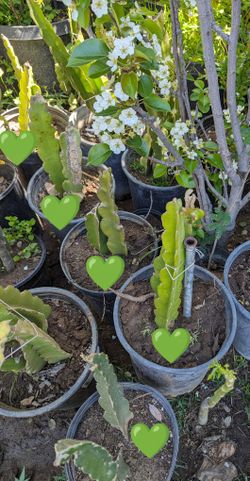 🌵SALE! on all Pink Florescent Sweet Dragon Fruit Plant