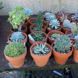 Plants/ Succulents