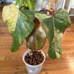 Philodendron Strawberry Shake Plant
