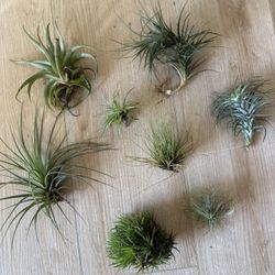 Tillandsia Air Plants