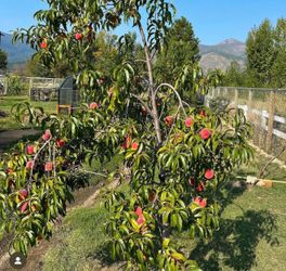 Yellow peaches Trees / Árboles de duraznos amarillos $30 each