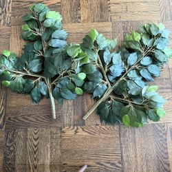 24 pack Ficus Silk Leaf branches