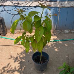 Green Hass Avocado Tree