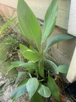 Canna Lily