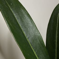Rare Plant Sale- Philodendron callosum for Sale in Downey, CA - OfferUp