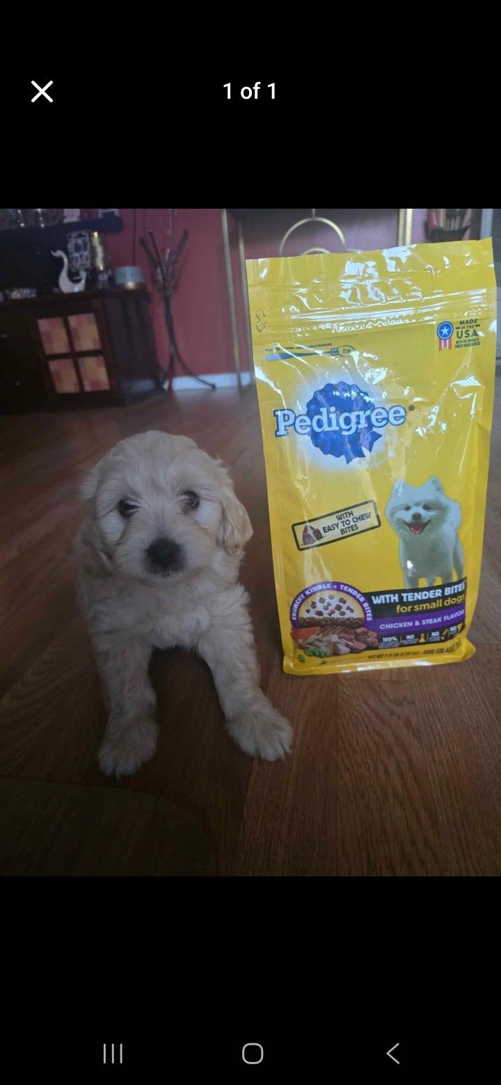 Costal De Comida Pedigree