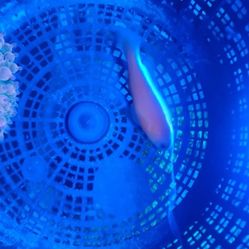 Clown fish And An Anemone 