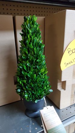 Boxwood cone trees 16in tall 15.00ea