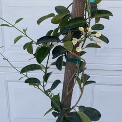 Madagascar Jasmine - Jasmine Bridal Wedding Flowers Climbing Outdoor Plant, In 5 Gallóns Pot Pick Up Only