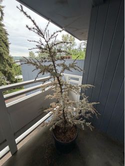 Horstmann dwarf blue atlas cedar