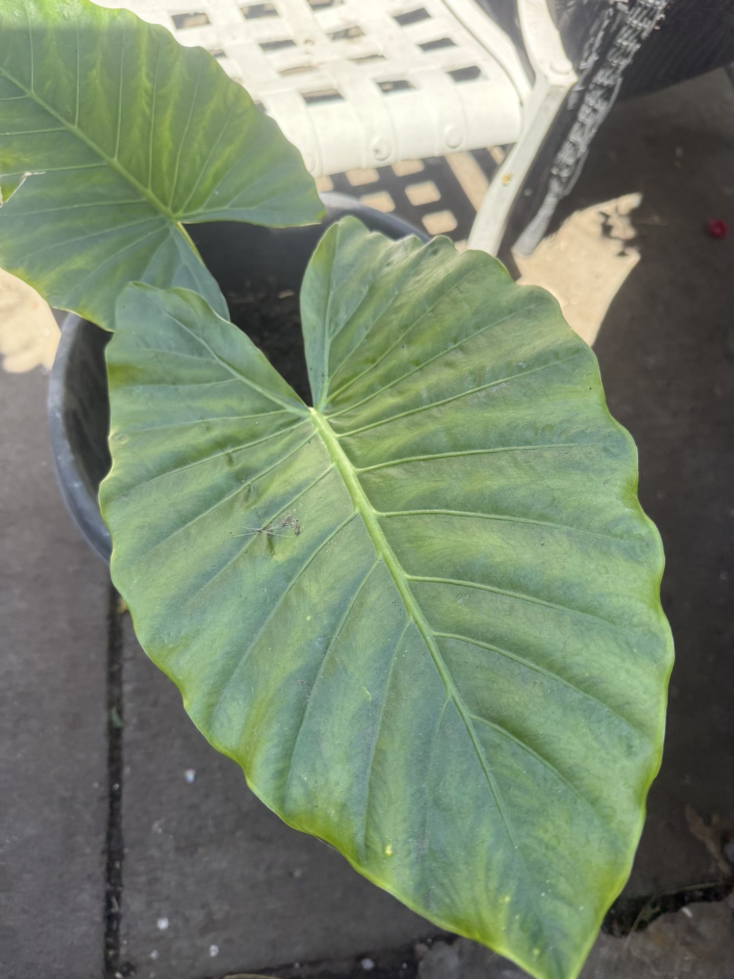 hermosa planta de oreja de elefante en vallejo