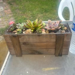 Succulent Arrangement 