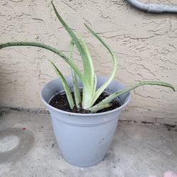 Aloe Vera Plants