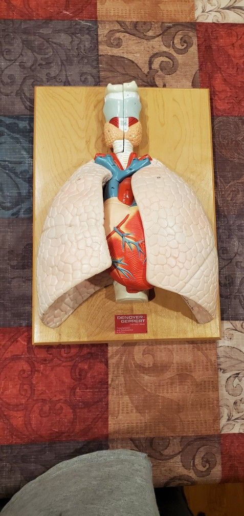 Denoyer Geppert Anatomical Model
Cardiopulmonary Model