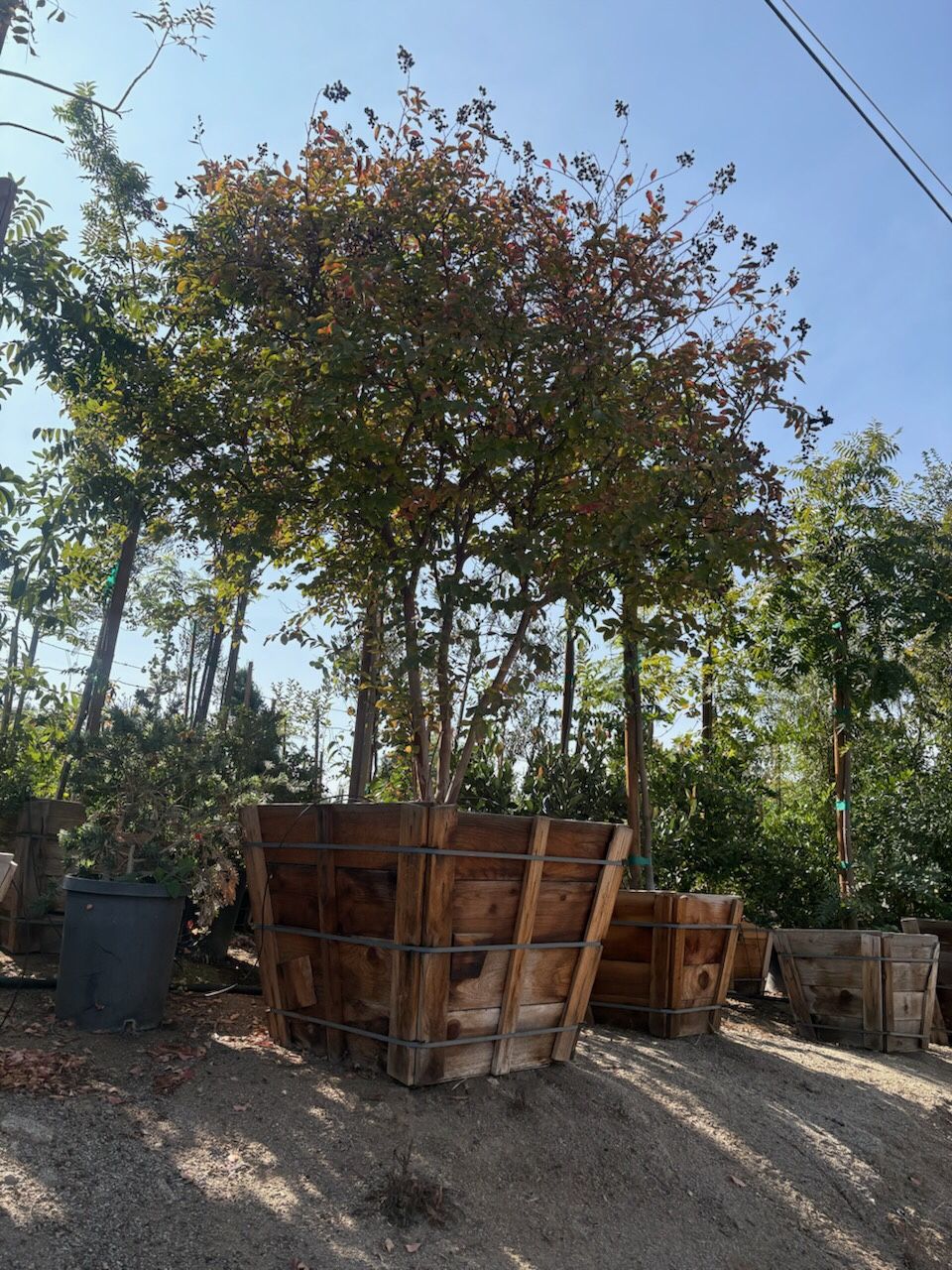 Natchez White Crepe Myrtle Tree , Multi Trunk , 36” Box