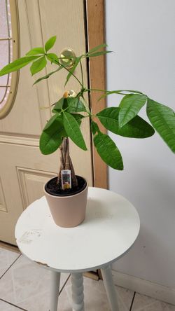 House Plant