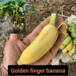 Golden Finger Banana 3gal 