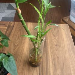 Bamboo 