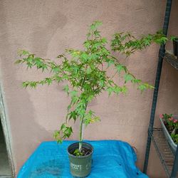 Japanese Maple Tree / 2 Feet Tall 