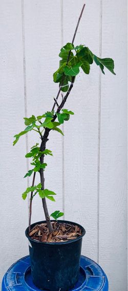 Fig Tree