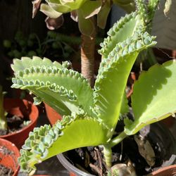 Cactus and Succulent’s 🪴