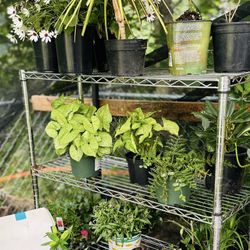 Huge Variety Of Plants* Cheap *