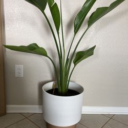 Plant Indoor With Base