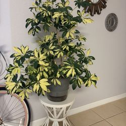 Sheflera Plant