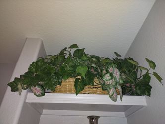 Artificial Plants $10 For (1) Large, $5 Each For (2) Medium and $1 Each For Individual Pieces 