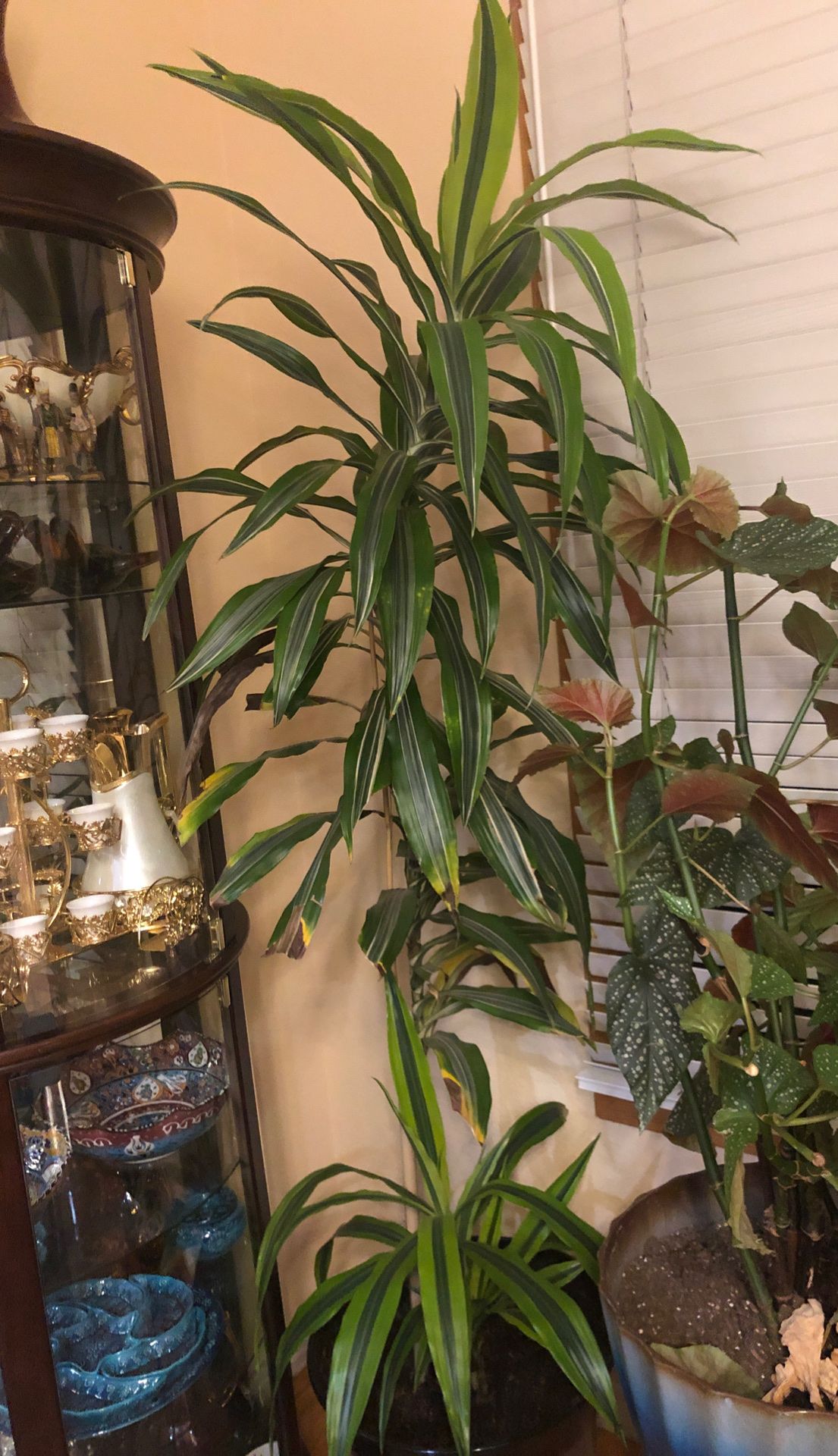 Huge and tall dracaena house plant in the new durable pot, see all pictures